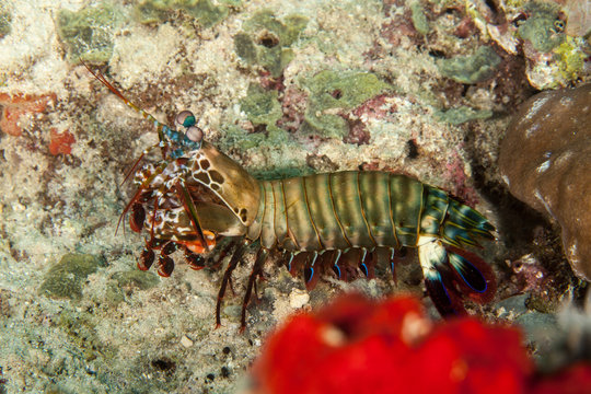 Peacock mantis shrimp, harlequin mantis shrimp, painted mantis shrimp, or clown mantis shrimp, Odontodactylus scyllarus