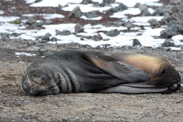 otarie &agrave; fourrure