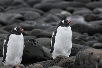 Fototapeta premium manchot papou antarctique