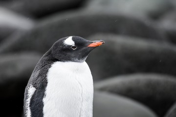 Naklejka premium manchot papou