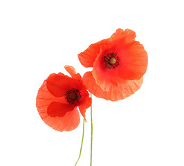 Obraz premium Świeże czerwone kwiaty maku na białym tle