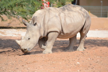 Obraz premium rhinoceros