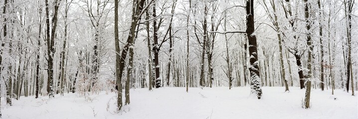 winter panorama in the forest