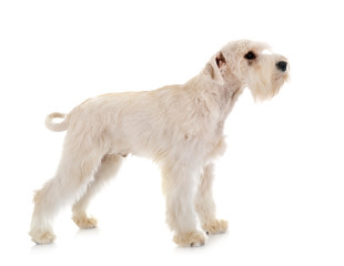 miniature schnauzer in studio