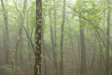 霧に包まれる森