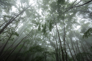 霧に包まれる森