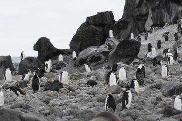 Obraz premium manchots en antarctique