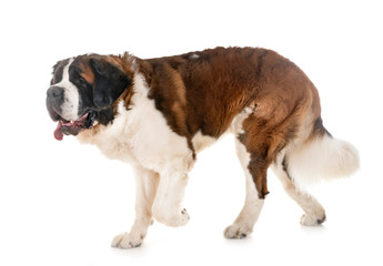 saint bernard in studio