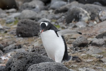 Fototapeta premium manchot sur l'ile penguin