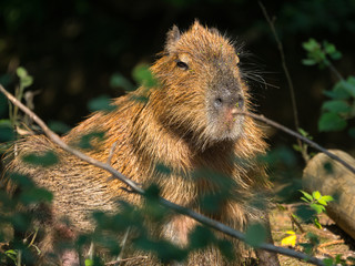 Capybara
