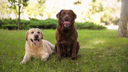 Cute Labrador Retriever dogs on green grass in summer park