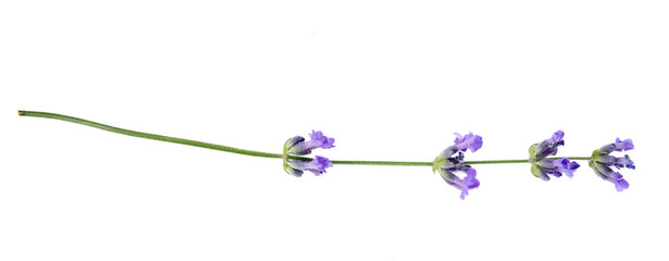 Beautiful tender lavender flower on white background, top view