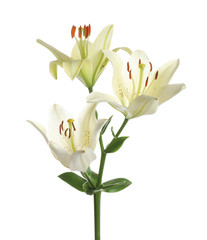 Beautiful lilies on white background. Funeral flowers