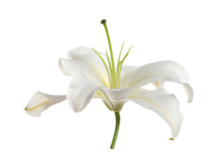 Obraz premium Beautiful lily on white background. Funeral flower