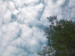  pine tree against the blue cloudy sky