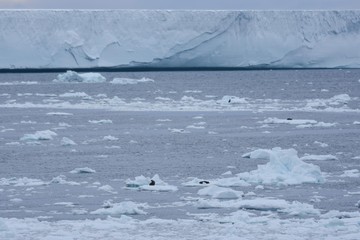 Iceberg tabulaire A57A © Stéphane