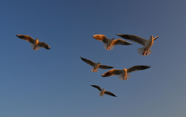 Seagulls flying in a blue sky