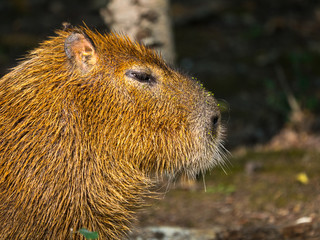Capybara