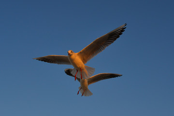 Seagulls flying in a blue sky
