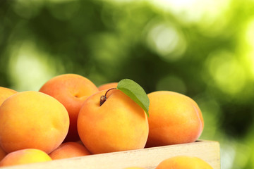 Wooden crate of delicious ripe sweet apricots against blurred background, closeup view. Space for text