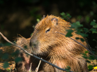 Capybara