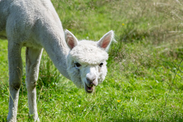 ein weißes Alpacas auf einer Wiese im Sommer
