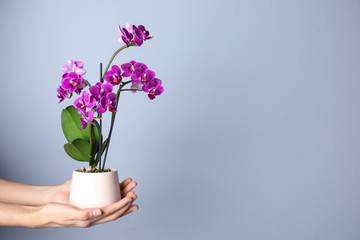 Woman holding flowerpot with beautiful orchid against light blue background. Space for text