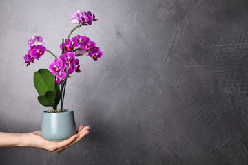 Woman holding flowerpot with beautiful orchid against grey stone background. Space for text