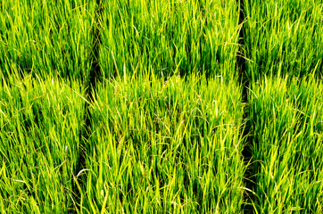 The green rice tree in the field and blurred background