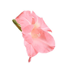 Beautiful pink gladiolus flower on white background