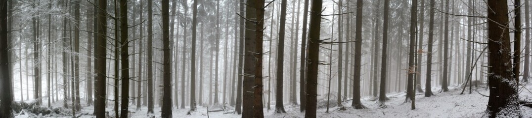 winter panorama in the forest