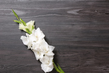 Beautiful white gladiolus flowers on dark wooden background, top view. Space for text