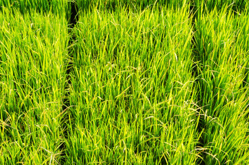 The green rice tree in the field and blurred background