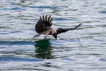 Eine Nebelkrähe erbeutet im Flug einen Fisch
