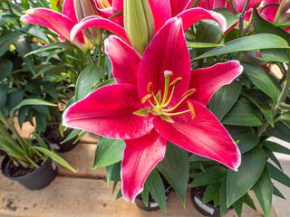 Stunning close up of a Stargazer Lily flower in the sun