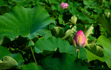 Obraz na płótnie Canvas Summer Lotus Blossom