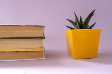 Close-up of a small aloe plant in a yellow pot and a stack of books for study and education on a pink background. Growth.