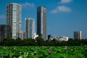 Lotus Blossoms Tokyo
