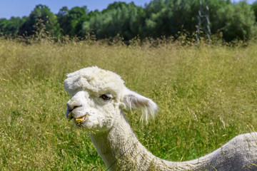 ein weißes Alpacas auf einer Wiese im Sommer