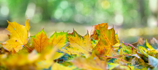farbiges Herbstlaub auf dem Boden, Ahorn