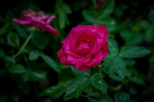 Natural rose flower garden photos We have about photos in HD high resolution images format