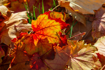 farbiges Herbstlaub auf dem Boden, Ahorn