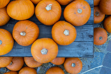 sehr viele orange Kürbisse liegen auf einer Holzbank