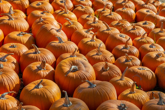 sehr viele orange K&uuml;rbise liegen auf einem Haufen
