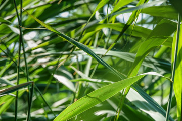 green reed cane grass background in sunrise summer