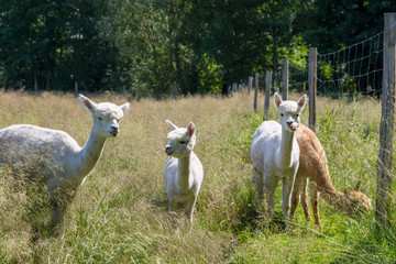 weiße und braune Alpacas auf einer Wiese beim fressen