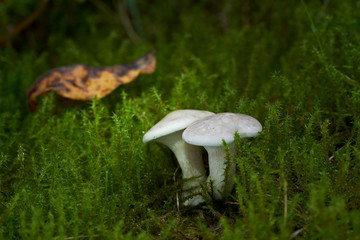 White mushroom Clitopilus prunulus growing in the moss in the spruce forest. Also known as the...