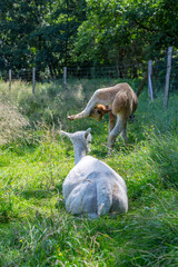 weiße und braune Alpacas auf einer Wiese im Sommer