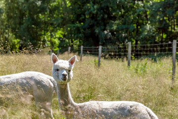 Obraz premium ein weißes Alpacas auf einer Wiese im Sommer