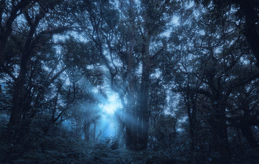 Dark night forest ,dark scary halloween woods, darkness landscape